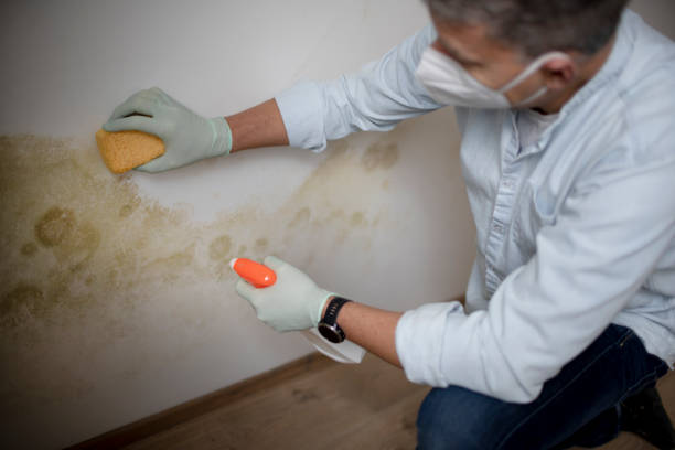 Best Residential Mold Remediation in East Rutherford, NJ