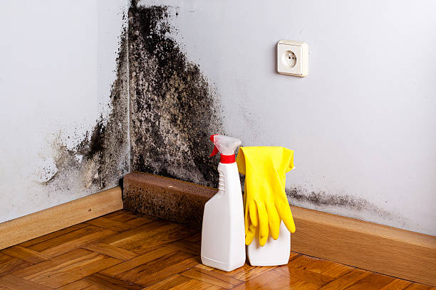 Best Insurance-Related Mold Remediation in East Rutherford, NJ