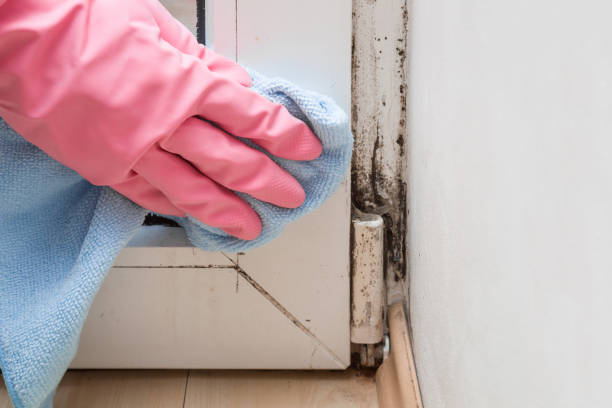 Best Basement Mold Remediation in East Rutherford, NJ