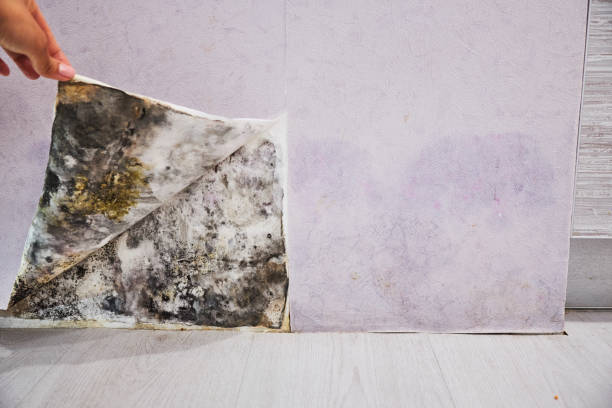 Best DIY Mold Remediation Support Services in East Rutherford, NJ